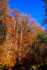 autumn in the forest, Baiului Mountains, Romania