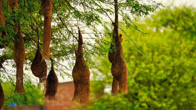 Vertical Shot Of A Baya Bird Weaving Its Pendant Nest Hanging From A Tree