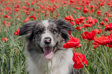 Border collie in a poppy field on a sunny day.