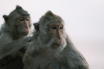 Naklejka premium Portrait of macaque monkey, Monkey sitting on fence against Bali sea, Barbary macaques of Gibraltar, monkey family, monkey family love.