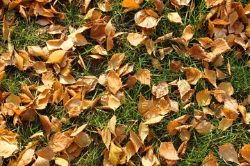 Autumn leaves texture. bright colours. texture. Autumn park grass ground with colorful leaves . High quality photo. the leaves are falling. close-up. forest texture. Dry birch, maple and oak leaves on