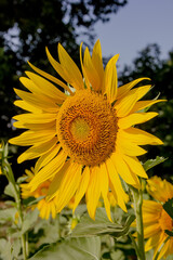 Fototapeta premium Beautiful yellow sunflower on a clear day.
