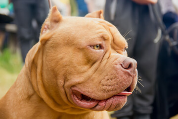 portrait of a dog breed american bully