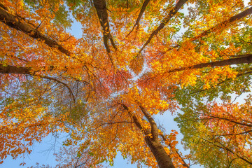 View to the sky through branches of trees, fall season outdoor background