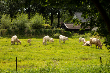 Group of beige cows and calves eating, grazing grass on a grass field surrounded by trees and greenery in a rural area on the countryside in the Netherlands