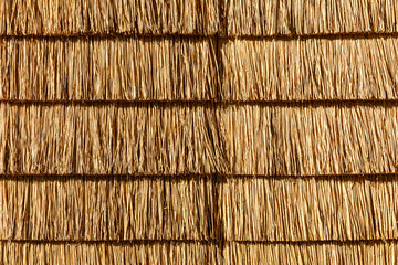 Thatched roof or wall consisting out of a natural reed straws, an eco friendly, ecological sustainable material on a sunny day  in The Netherlands. Biobased - obrazy, fototapety, plakaty