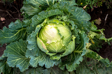 White cabbage in natural conditions in the garden in autumn. Top view. Background