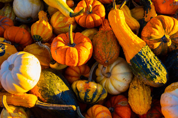 fall harvest pumpkins and gourds
