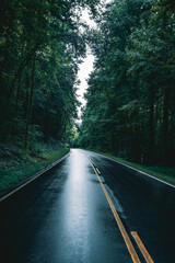 Obraz premium road in the woods