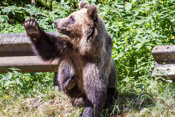 
Wild young bear on the side of the road in Romania