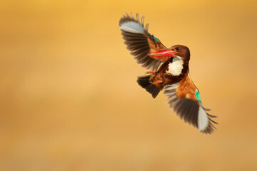 Fototapeta premium White throated Kingfisher. Yellow nature background. 