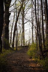 path in the woods