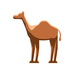 camel desert animal