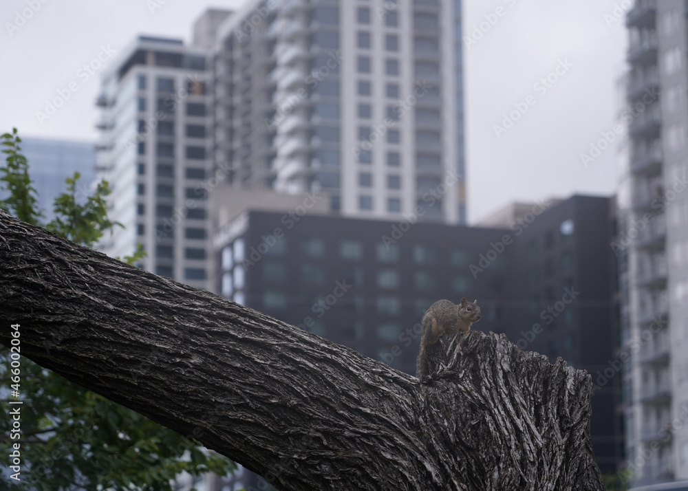 Poster squirrel on the tree trunk with buildings in the background