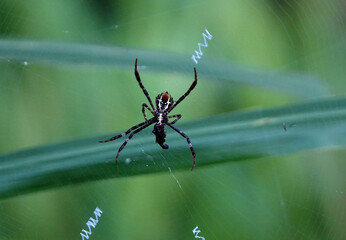 Closeup shot of St. Andrews cross spider (Argiope keyserlingi ) on the web in the blurred background