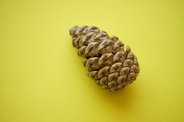 one pine cone on a vivid yellow paper table