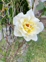 yellow rose