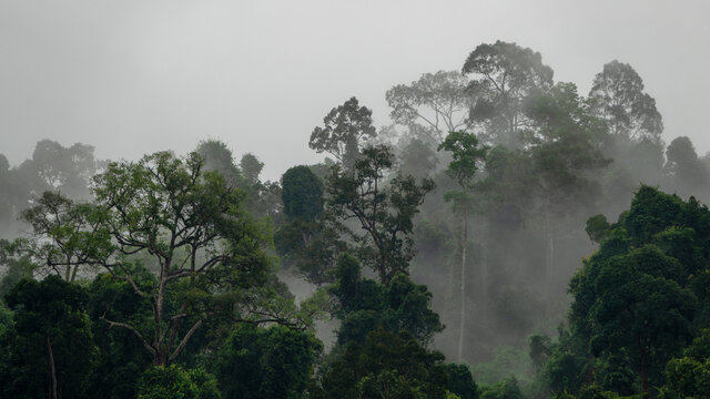 Evergreen misty forest in foggy  , thailand rainforest