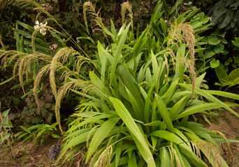 Obraz premium Garden design. Ornamental grasses. Closeup view of Seteria sulcata, also known as Palm Grass, green leaves foliage and flowers, spring blooming in the park.