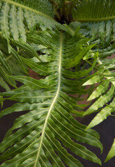 Leaves background. Closeup view of Blechnum gibbum, also known as miniature tree fern, beautiful...