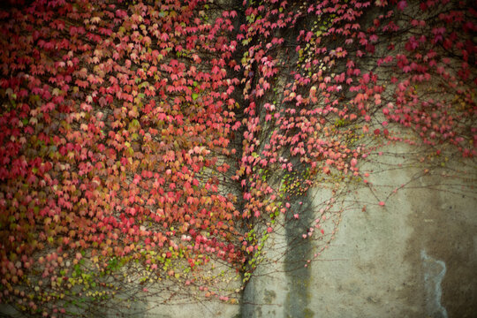 Fall autumn color red Ivy leaves growing on historic wall in Metz France