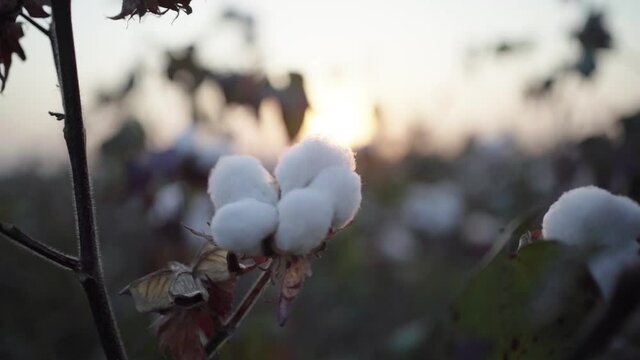 A branch of ripe cotton on a cotton field at sunset. Hand opens a cotton box