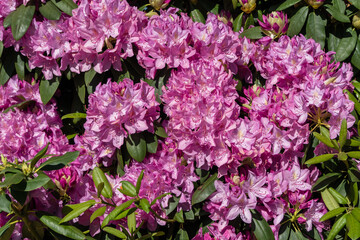 Flowering bush Rhododendron 'Roseum Elegans' (hybrid catawbiense) in landscape city park 