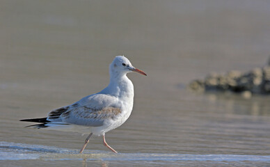 Slender-billed Gull (Chroicocephalus genei), Crete