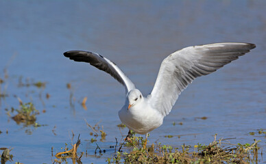 Black-headed gull (Larus ridibundus), Greece