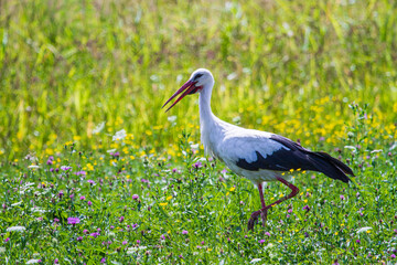 Stork in a meadow