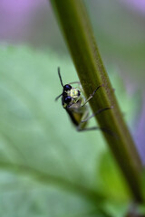 Insekt blickt in die Kamera