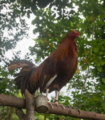 Gallos de pelea con plumas coloridas. Animales bien entrenados	