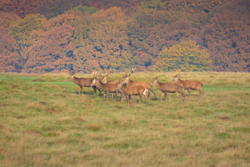 Deers in the field