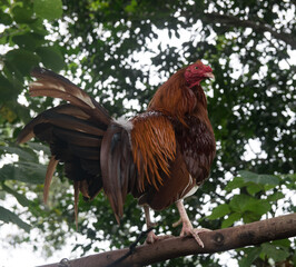Gallos de pelea con plumas coloridas. Animales bien entrenados	