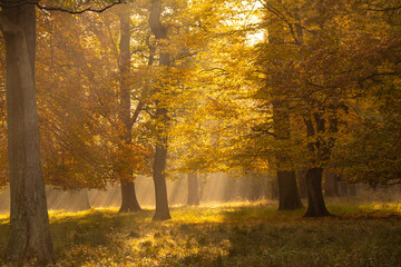 autumn forest in the morning at sunrise