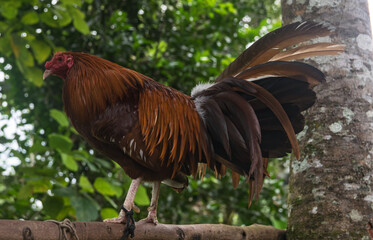 Gallos de pelea con plumas coloridas. Animales bien entrenados	