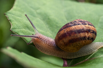 Schnecke auf einem Blatt