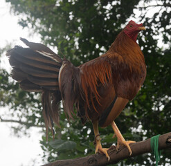 Gallos de pelea con plumas coloridas. Animales bien entrenados	