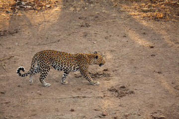 The African leopard (Panthera pardus pardus) male have walking on the dry sand. Hunting African Leopard with open mouth.