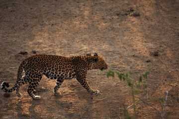 The African leopard (Panthera pardus pardus) male have walking on the dry sand. Hunting African Leopard with open mouth.