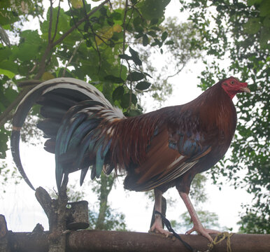 Gallos De Pelea Con Plumas Coloridas. Animales Bien Entrenados	