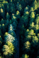 View from above, stunning aerial view of a green forest with a road surrounded by beautiful pine trees. Mount Limbara (Monte Limbara) Sardinia, Italy