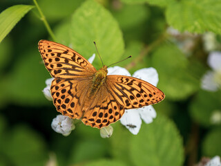 Silver-washed Fritillary Feeding on Bramble
