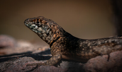 Lagarto Overo 1