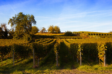 Herbstlicher Weinberg an der Bergstra&szlig;e