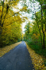 Fototapeta na wymiar autumn road, yellow green forest, colored autumn, autumn landscape, colored mountain 
