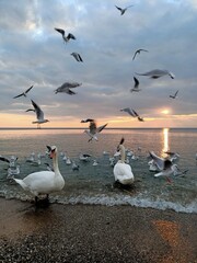 seagulls on the beach