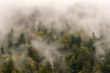 Nebel im Wald