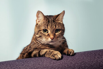 Cute domestic tabby cat on a sofa close up portrait