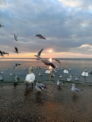 seagulls on the beach